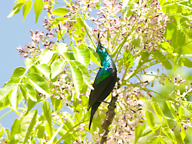 Explore the rich biodiversity of bird species