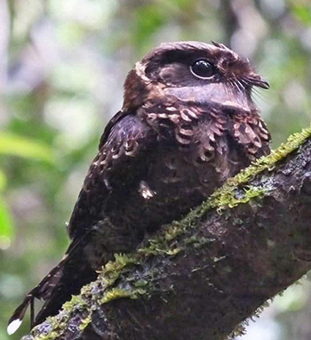 COLLARED-NIGHTJAR-02