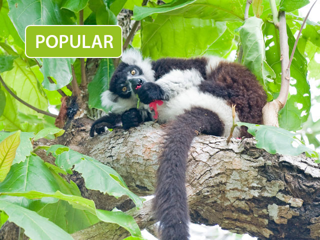 Indri indri tour - Andasibe National Park
