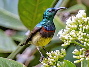 Madagascar bird circuit | Jean Be Tours
