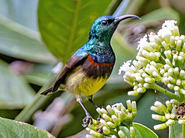 Explore the rich biodiversity of bird species
