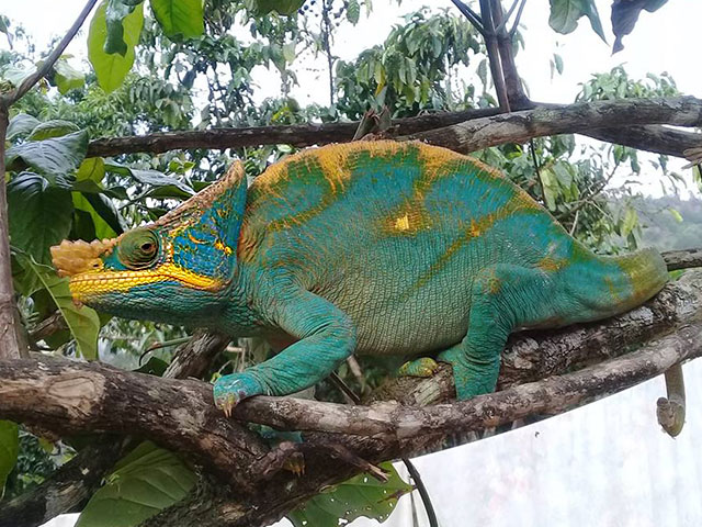 the reptiles and amphibians of Madagascar