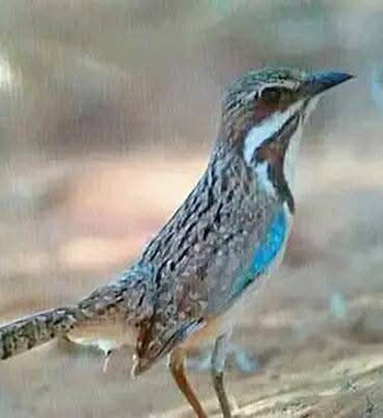 LONG-TAILED-GROUND-ROLLER