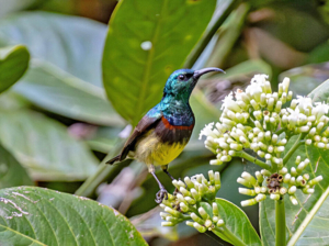 Madagascar bird circuit | Jean Be Tours