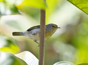 Madagascar bird circuit | Jean Be Tours