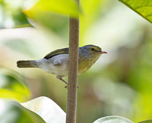 Madagascar bird circuit | Jean Be Tours