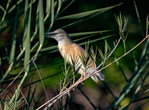 Madagascar bird circuit | Jean Be Tours