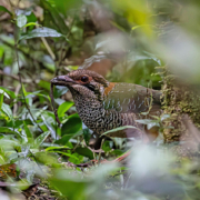 Madagascar bird circuit | Jean Be Tours