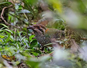 Madagascar bird circuit | Jean Be Tours