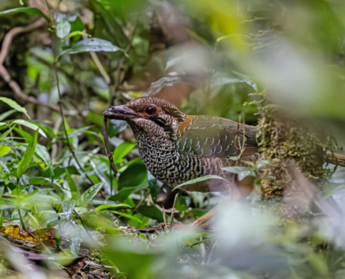 Madagascar bird circuit | Jean Be Tours