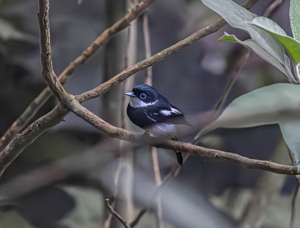 Madagascar bird circuit | Jean Be Tours