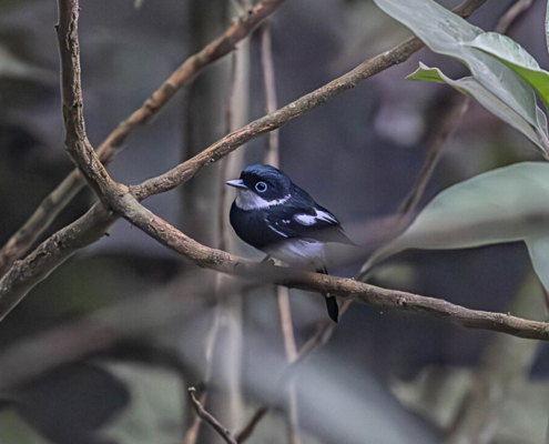 Madagascar bird circuit | Jean Be Tours