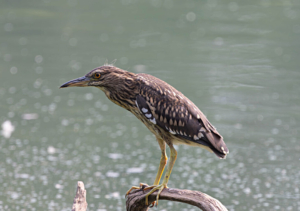 Madagascar bird circuit | Jean Be Tours