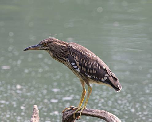 Madagascar bird circuit | Jean Be Tours