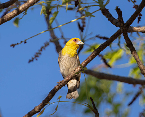 Madagascar bird circuit | Jean Be Tours