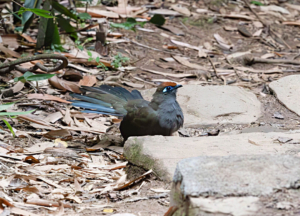 Madagascar bird circuit | Jean Be Tours