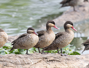 Madagascar bird circuit | Jean Be Tours
