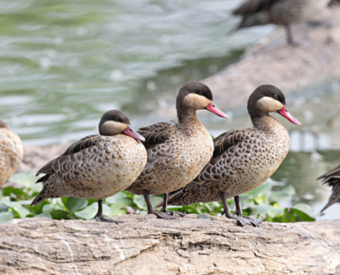 Madagascar bird circuit | Jean Be Tours