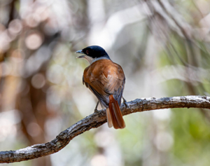 Madagascar bird circuit | Jean Be Tours