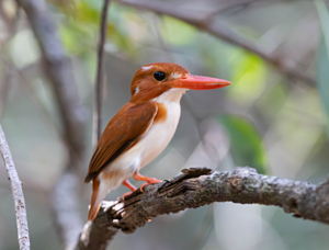 Madagascar bird circuit | Jean Be Tours
