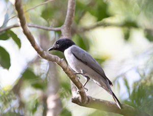 Madagascar bird circuit | Jean Be Tours