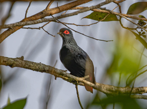 Madagascar bird circuit | Jean Be Tours