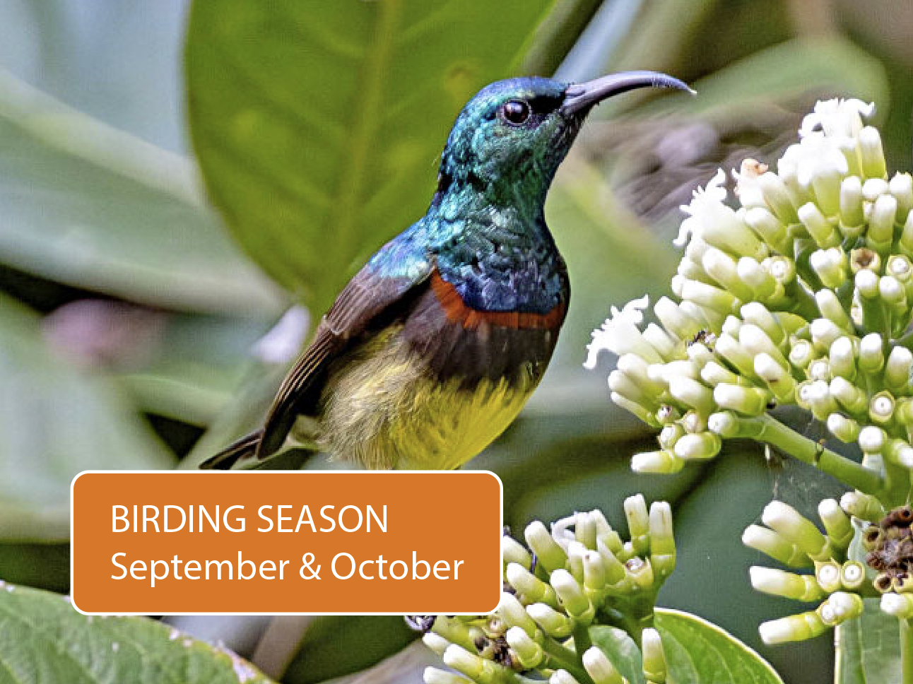 Explore the rich biodiversity of bird species