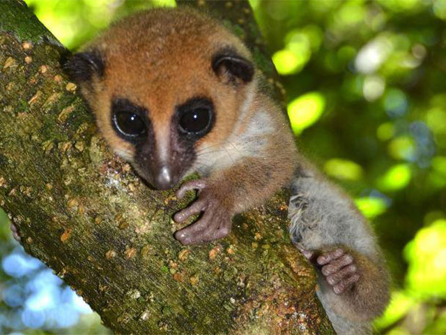 The Green East of Madagascar, Andasibe National Park