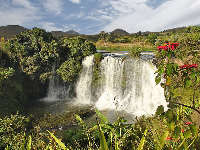 the reptiles and amphibians of Madagascar